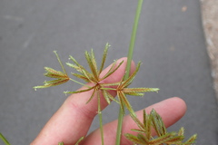 Cyperus oxylepis