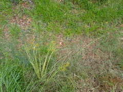 Cyperus oxylepis