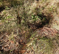 Macrozamia pauli-guilielmi