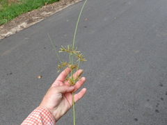 Cyperus oxylepis