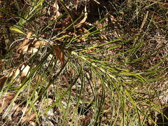Macrozamia pauli-guilielmi