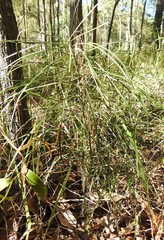 Macrozamia pauli-guilielmi