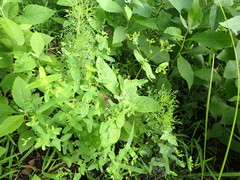 Hypericum gymnanthum