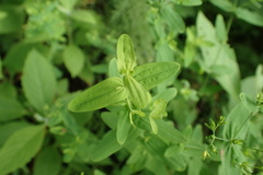 Hypericum gymnanthum