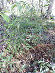 Macrozamia pauli-guilielmi