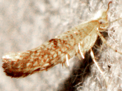 Argyresthia subreticulata