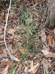 Macrozamia pauli-guilielmi