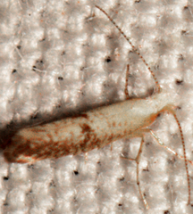Argyresthia subreticulata