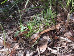 Macrozamia pauli-guilielmi