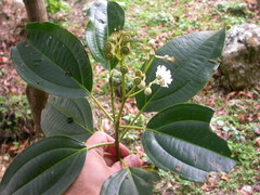 Miconia oerstediana