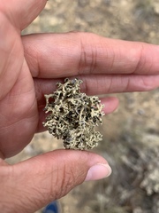 Xanthoparmelia chlorochroa