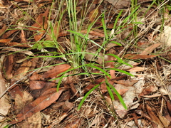 Macrozamia pauli-guilielmi