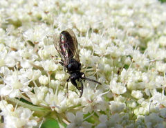 Hylaeus annulatus