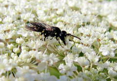 Hylaeus annulatus