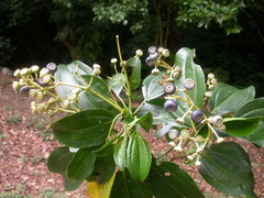 Miconia oerstediana