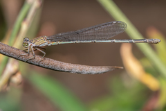 Pseudagrion cingillum