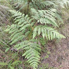 Pteridium aquilinum feei