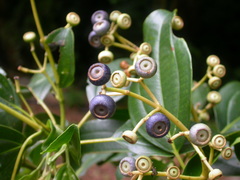 Miconia oerstediana