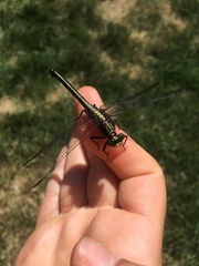 Dromogomphus