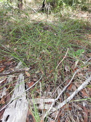 Macrozamia pauli-guilielmi