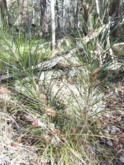 Macrozamia pauli-guilielmi