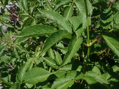 Sambucus racemosa melanocarpa
