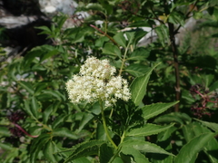 Sambucus racemosa melanocarpa