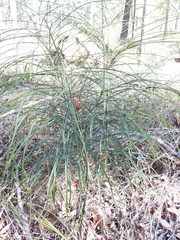 Macrozamia pauli-guilielmi
