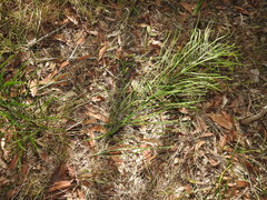 Macrozamia pauli-guilielmi