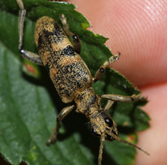 Rhagium mordax