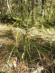 Macrozamia pauli-guilielmi