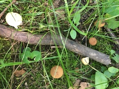 Cortinarius distans