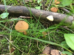 Cortinarius distans
