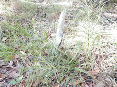 Macrozamia pauli-guilielmi