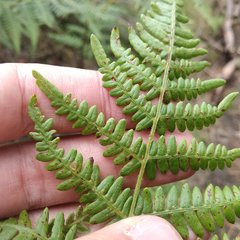 Pteridium aquilinum feei