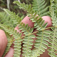 Pteridium aquilinum feei