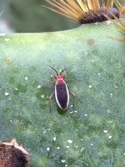 Hesperolabops gelastops
