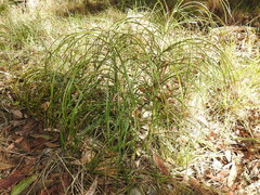 Macrozamia pauli-guilielmi