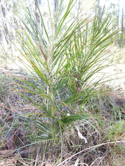 Macrozamia pauli-guilielmi