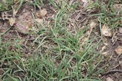 Bouteloua dactyloides