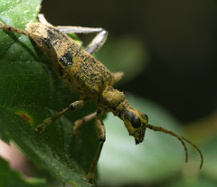 Rhagium mordax
