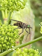 Pangoniinae