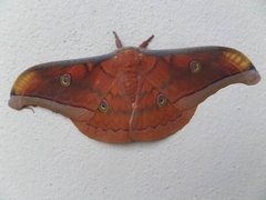 Antheraea frithi