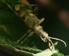 Rhagium mordax