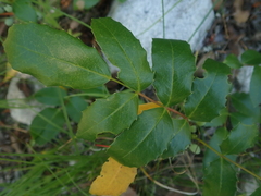 Berberis repens
