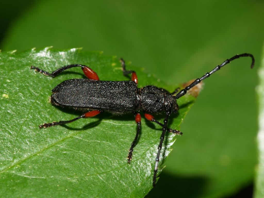 Ropalopus varini