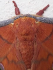 Antheraea frithi