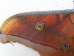 Antheraea frithi