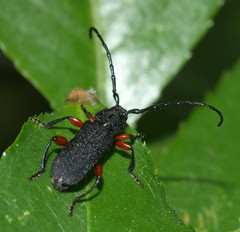 Ropalopus varini