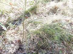 Macrozamia pauli-guilielmi